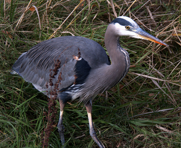 GBH On The Hunt Delta, British Columbia Canada
