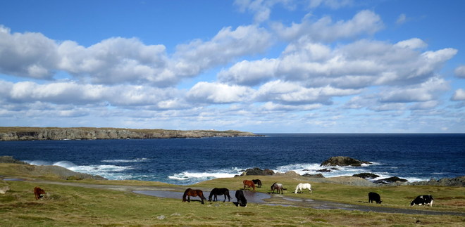 Horses Bonavista, Newfoundland and Labrador Canada