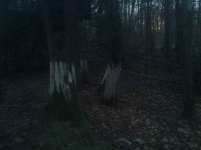 Nightfall In The Bush 