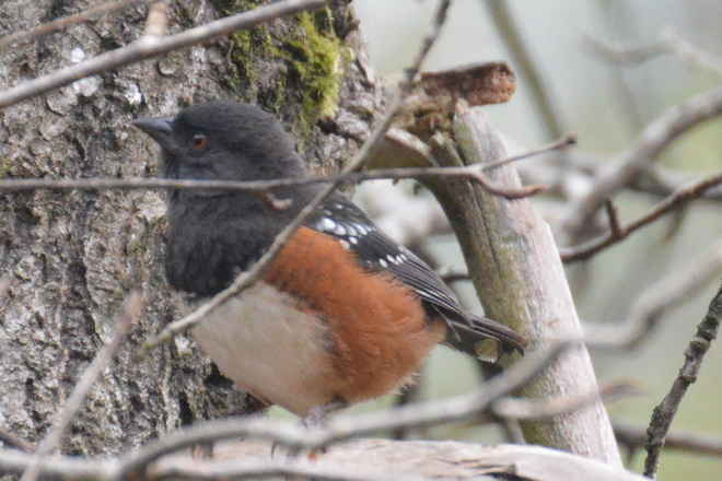 Spotted Towhee North Vancouver, British Columbia Canada