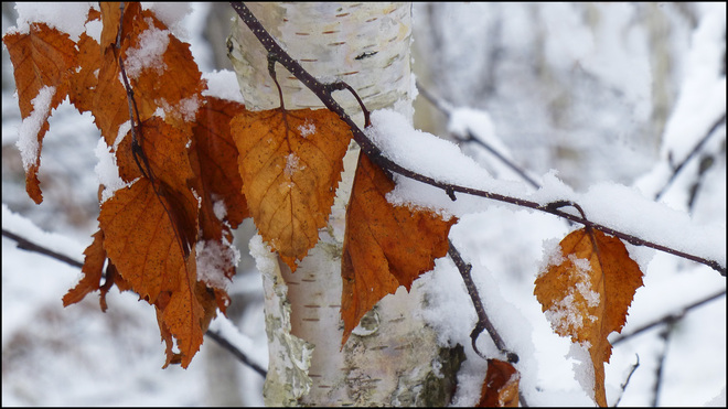 Snow covered leaves, Esten Dr. Elliot Lake, Ontario Canada
