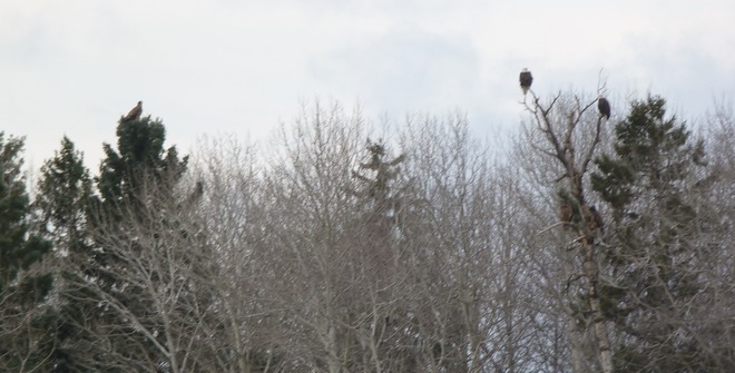 2 adult eagles, & 2 young eagles sitting in some trees Oxdrift, Ontario Canada