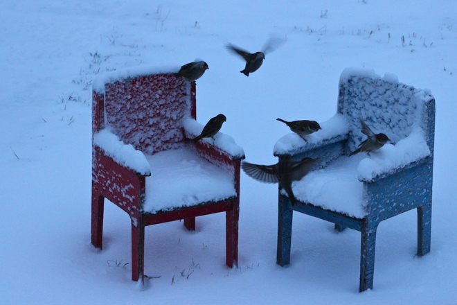 Picnicking Sparrows Dalmeny, Saskatchewan Canada