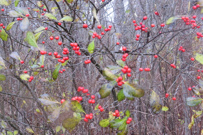 Winterberry (Ilex verticillata) In November Chester, Nova Scotia Canada