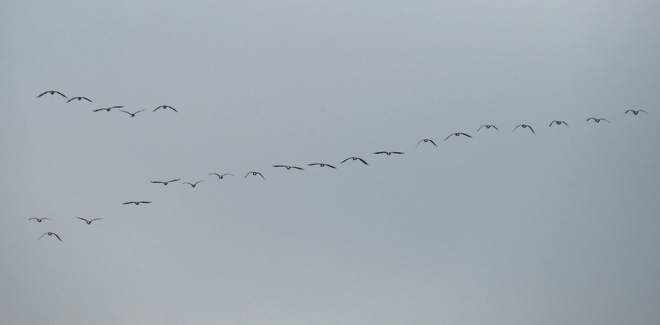 What a Beautiful Flypast! Sackville, New Brunswick Canada