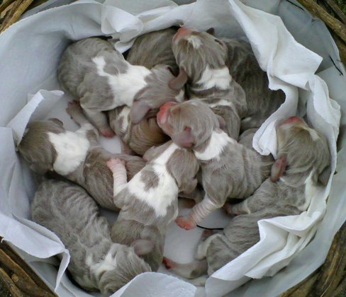 Community - Rare lilac-colored beagle puppies