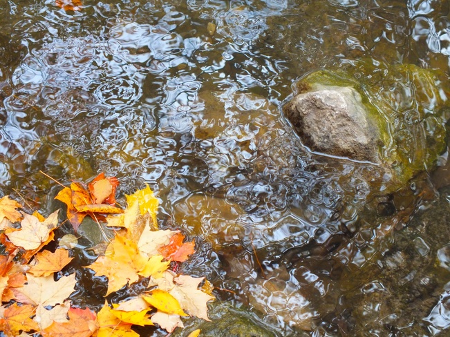 Fall stream Mississauga, Ontario Canada