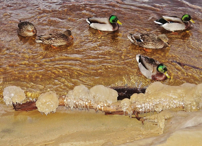 Mallard ducks getting icy reception! North Bay, Ontario Canada