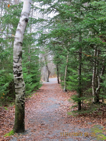 Woodland trail Dartmouth, Nova Scotia Canada