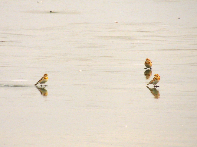 SNOW Buntings on Lagoon ICE Port Perry, Ontario Canada