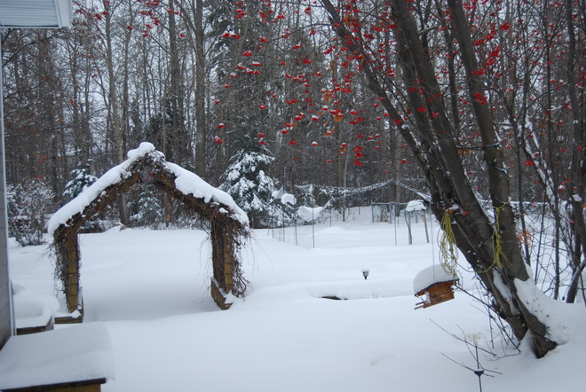 backyard winter wonderland Red Deer, Alberta Canada