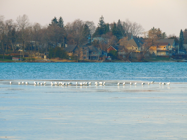 Lake Scugog Icing Over in the Cold. Port Perry, Ontario Canada