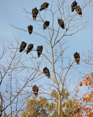 Vultures a Plenty Nairn, Ontario Canada