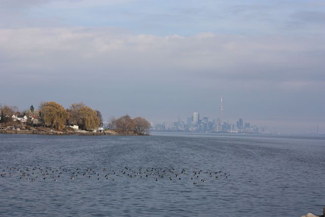 Flock of Ducks Etobicoke, Ontario Canada