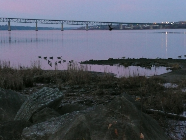 Wild geese in early morning Miramichi, New Brunswick Canada
