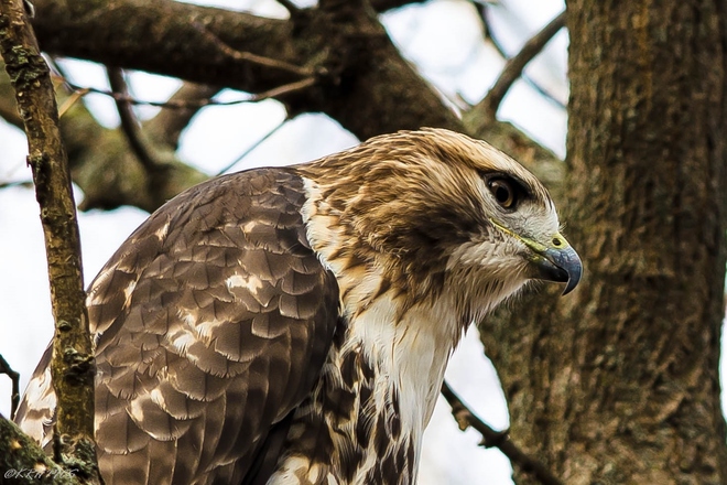 Red tailed Hawk 