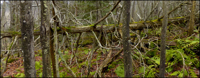 Sheriff Creek yellow trail, large fallen tree. Elliot Lake, Ontario Canada