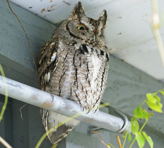 Eastern Screech Owl Goderich, Ontario Canada