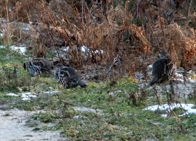 A few grouse Fauquier, British Columbia Canada