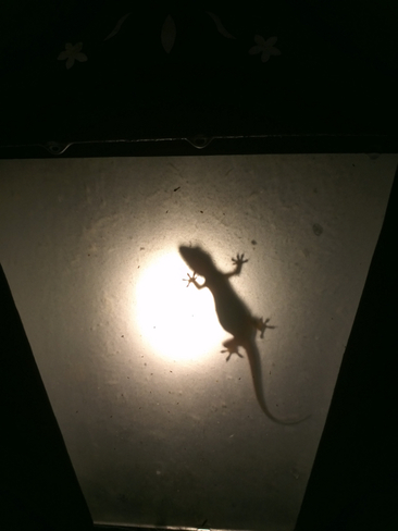 lizard inside the lamp 