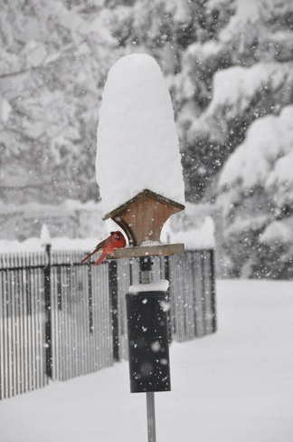 Snowy Cardinals London, Ontario Canada