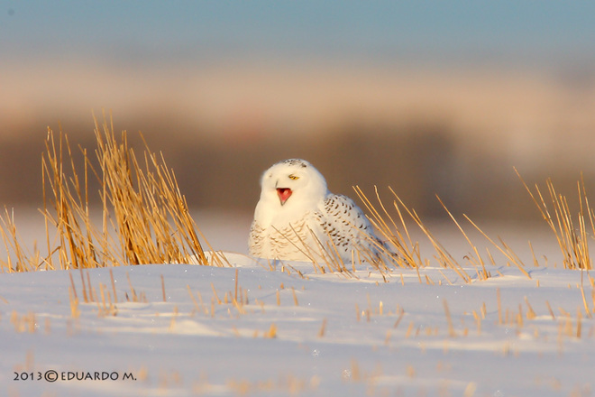 Snowy Owl yawning Irricana, Alberta Canada