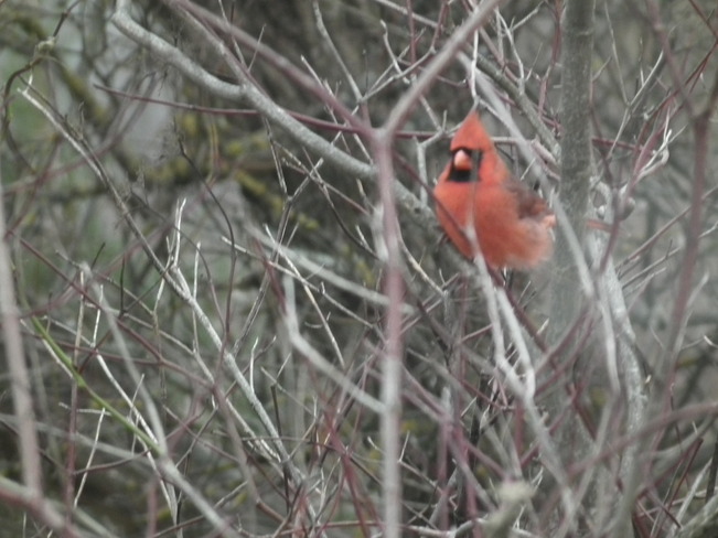 Male Cardinal Wolfville, Nova Scotia Canada