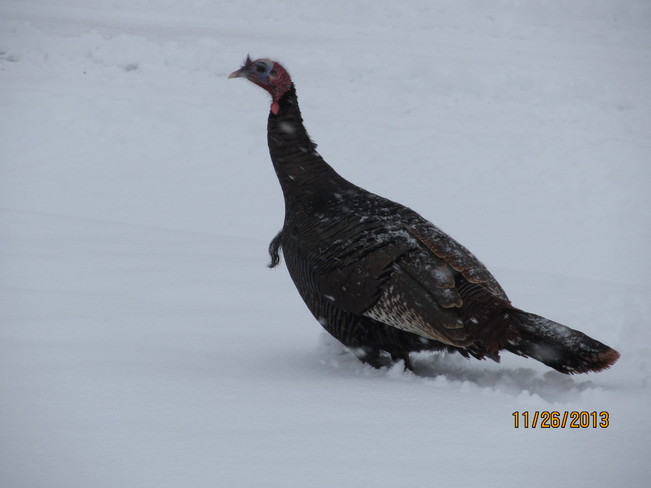 Turkey in the Snow Ottawa, Ontario Canada