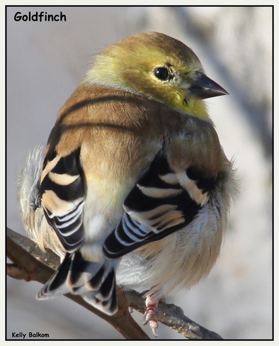 American Goldfinch Fergus, Ontario Canada