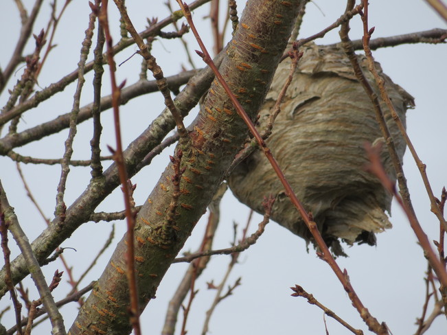 Huge wasp nest in a tree Surrey, British Columbia Canada