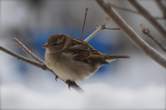 House Sparrow Dalmeny, Saskatchewan Canada