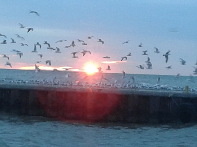 Birds flying in the Sunset Port Dover, Ontario Canada
