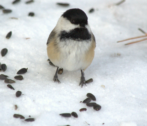 Chickadee out for a Stroll Lively, Ontario Canada