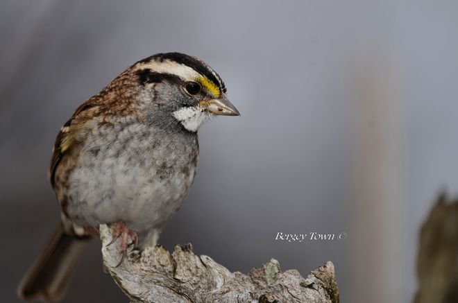 White Throated Sparrow Cambridge, Ontario Canada