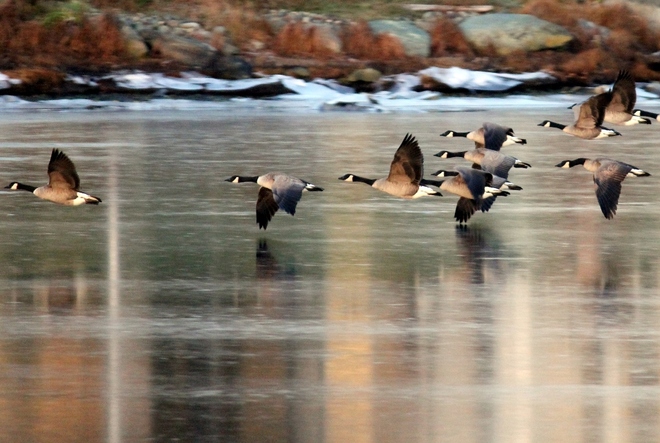 Canadian geese Colwood, British Columbia Canada
