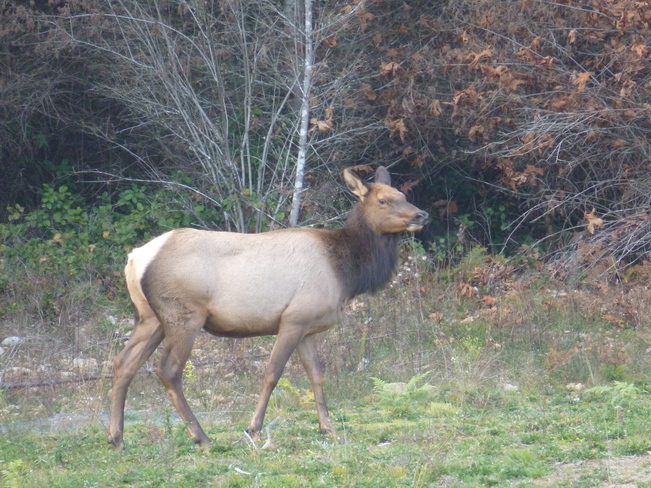 Roosevelt Elk Duncan, British Columbia Canada