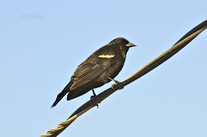 Bird on the wire .... 