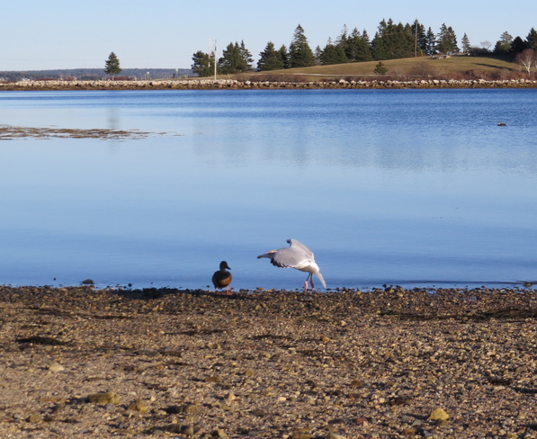 Herring Gull Dance? Chester, Nova Scotia Canada