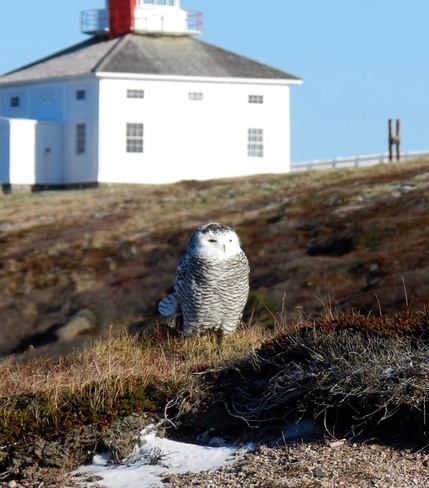 Snowy Owl at Cape Spear St. John's, Newfoundland and Labrador Canada