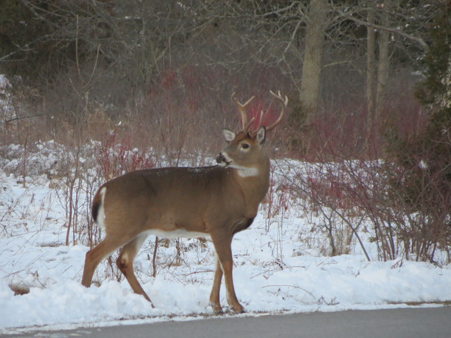Deer at Presquile Park Brighton, Ontario Canada