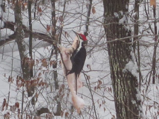 Pileated Woodpecker Pembroke, Ontario Canada