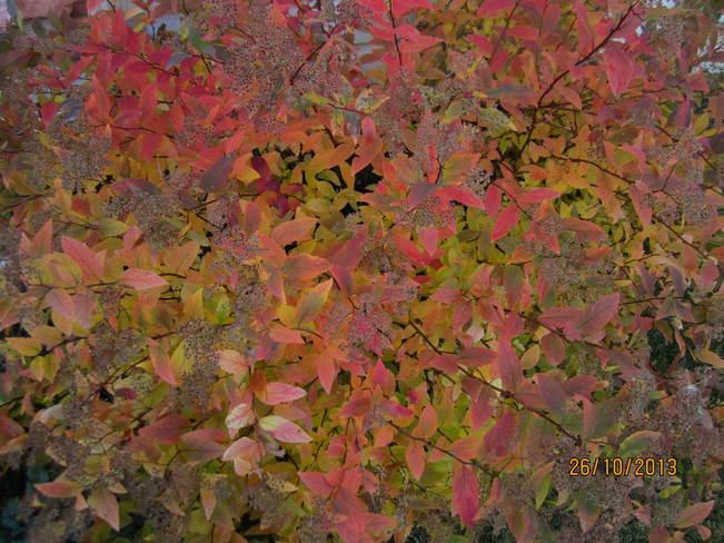Autumn Colours Calgary, Alberta Canada
