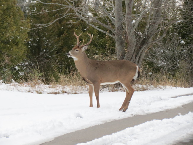 Presquile Park deer Brighton, Ontario Canada