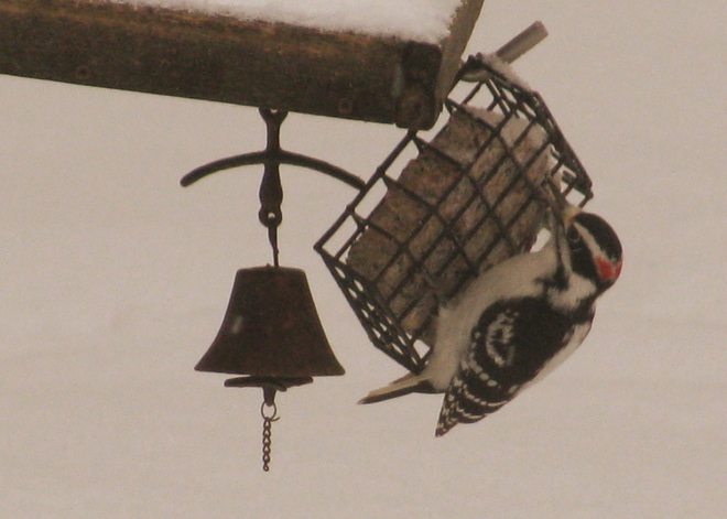 Hairy Woodpecker.. Pembroke, Ontario Canada