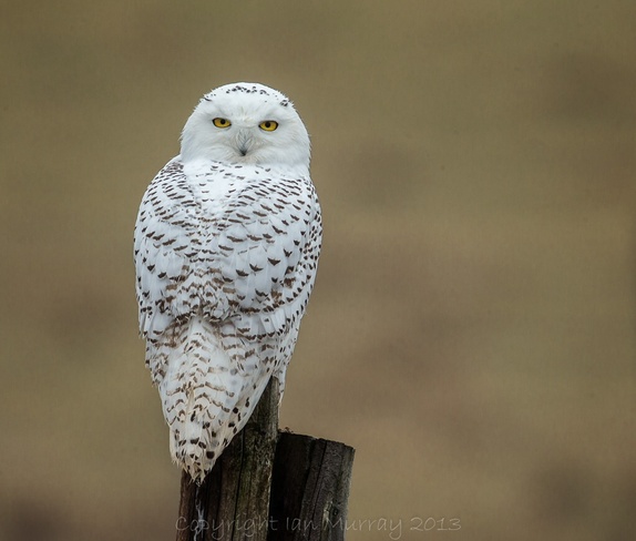 Rare Visitor - Snowy Owl Wallace, Nova Scotia Canada