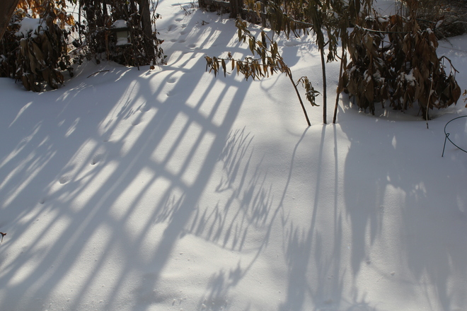 long shadows Vanscoy, Saskatchewan Canada