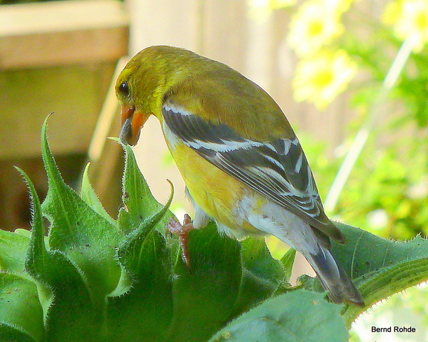 Goldfinch Ottawa, Ontario Canada