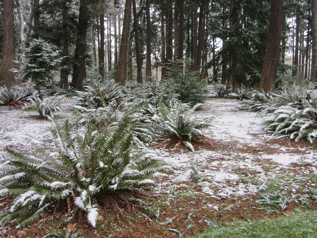 A Dusting of Snow in the Park 