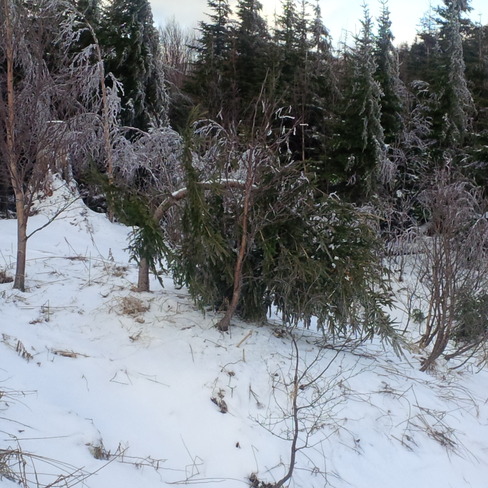 Charlie Browns Xmas Tree Corner Brook, Newfoundland and Labrador Canada