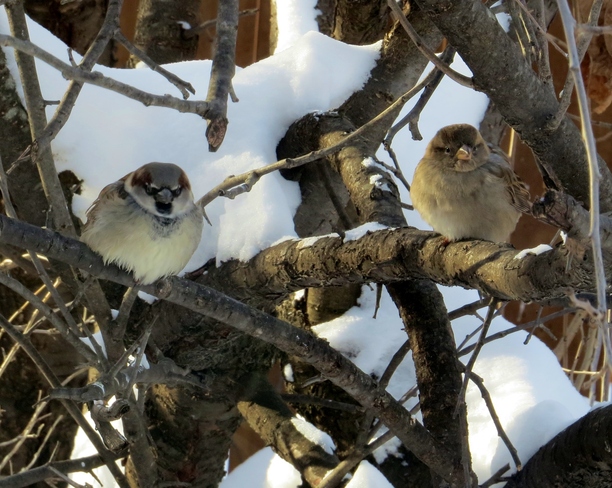 Sparrows Winnipeg, Manitoba Canada